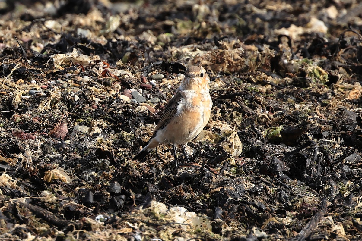 Northern Wheatear - ML622123432