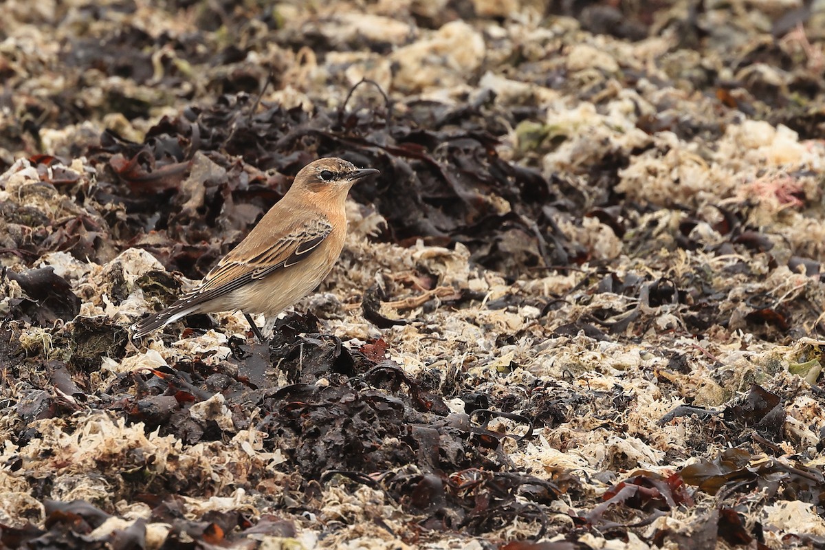 Northern Wheatear - ML622123433