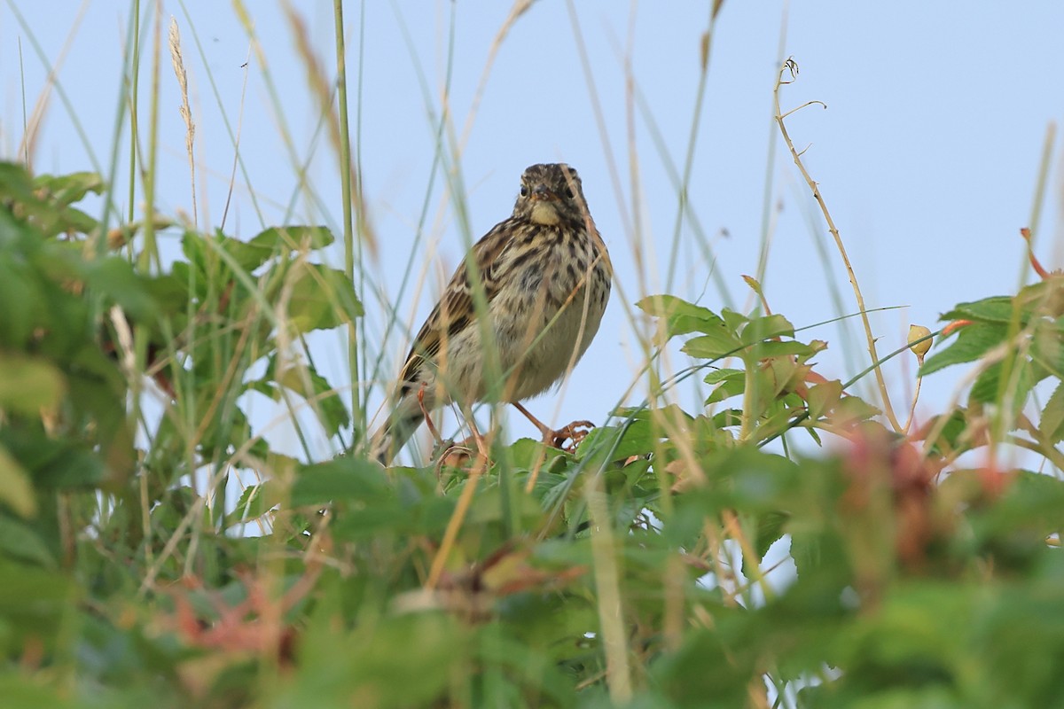 Meadow Pipit - ML622123434