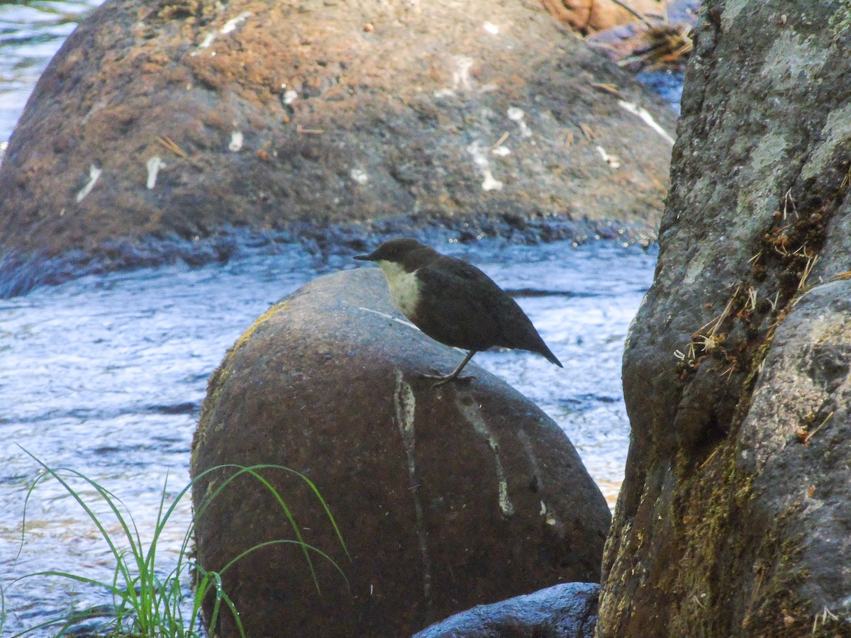 White-throated Dipper - Hugo Díez Navarro