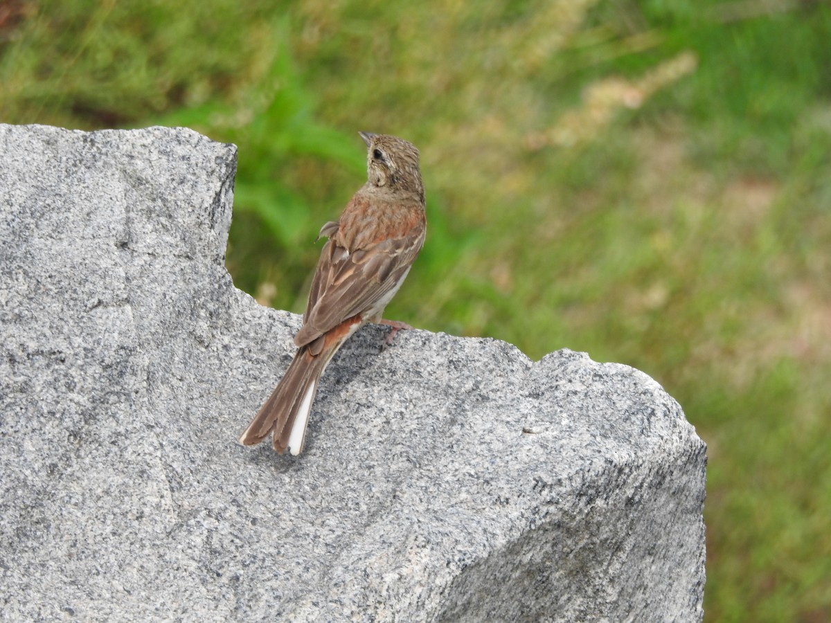 White-capped Bunting - ML622123436