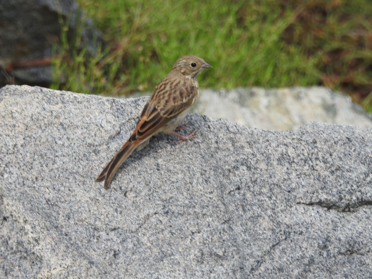 White-capped Bunting - ML622123437