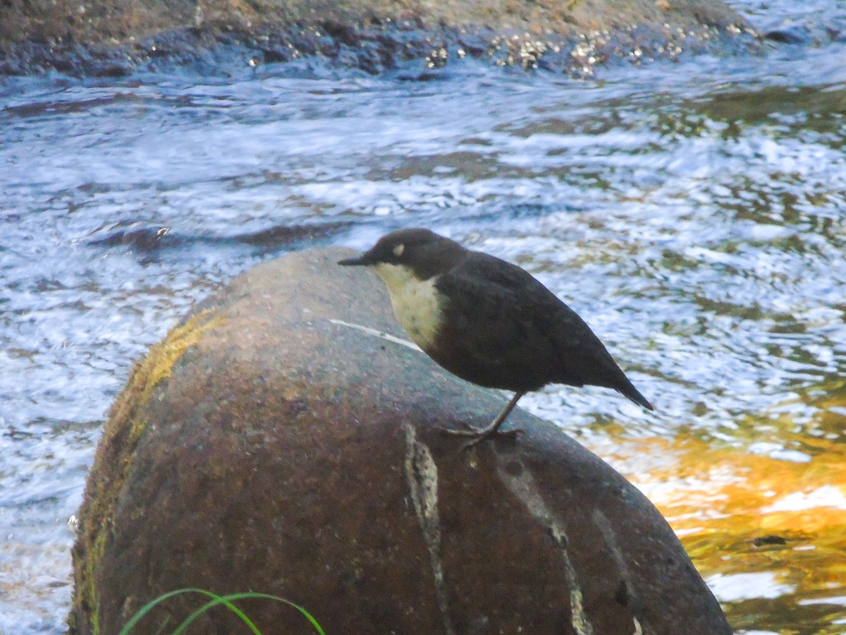 White-throated Dipper - ML622123438