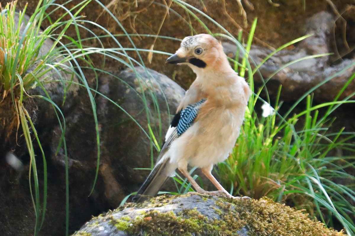 Eurasian Jay - ML622123441