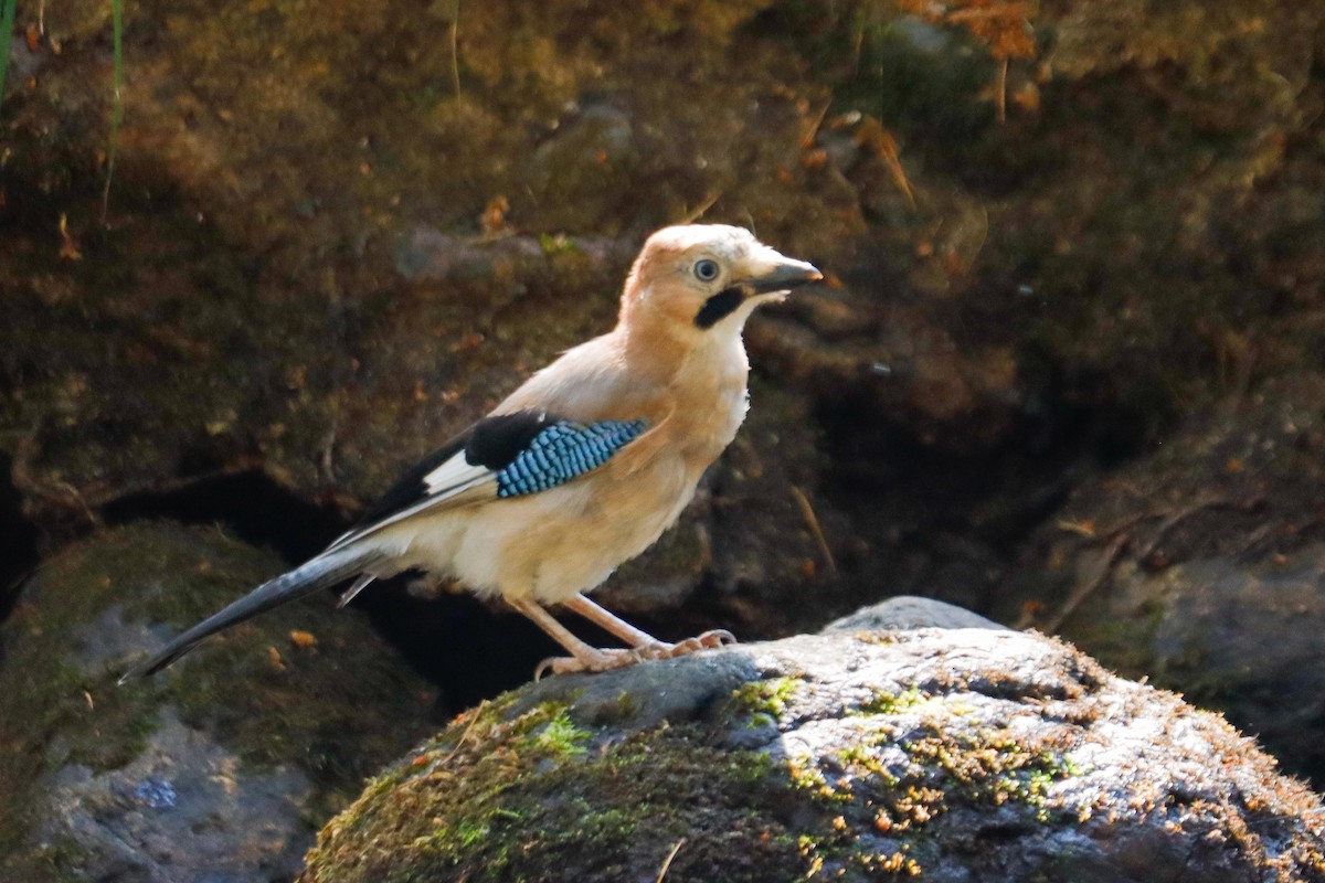 Eurasian Jay - ML622123442