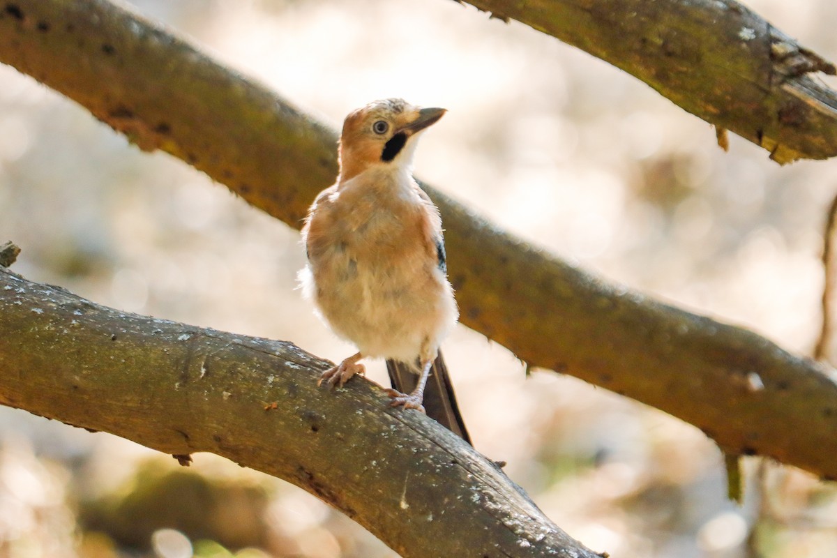 Eurasian Jay - ML622123443