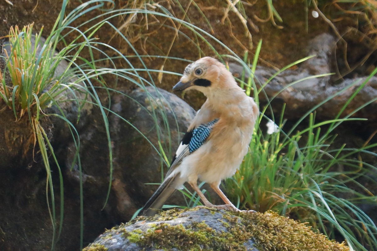 Eurasian Jay - ML622123444