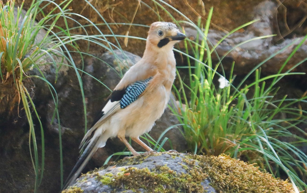 Eurasian Jay - ML622123445