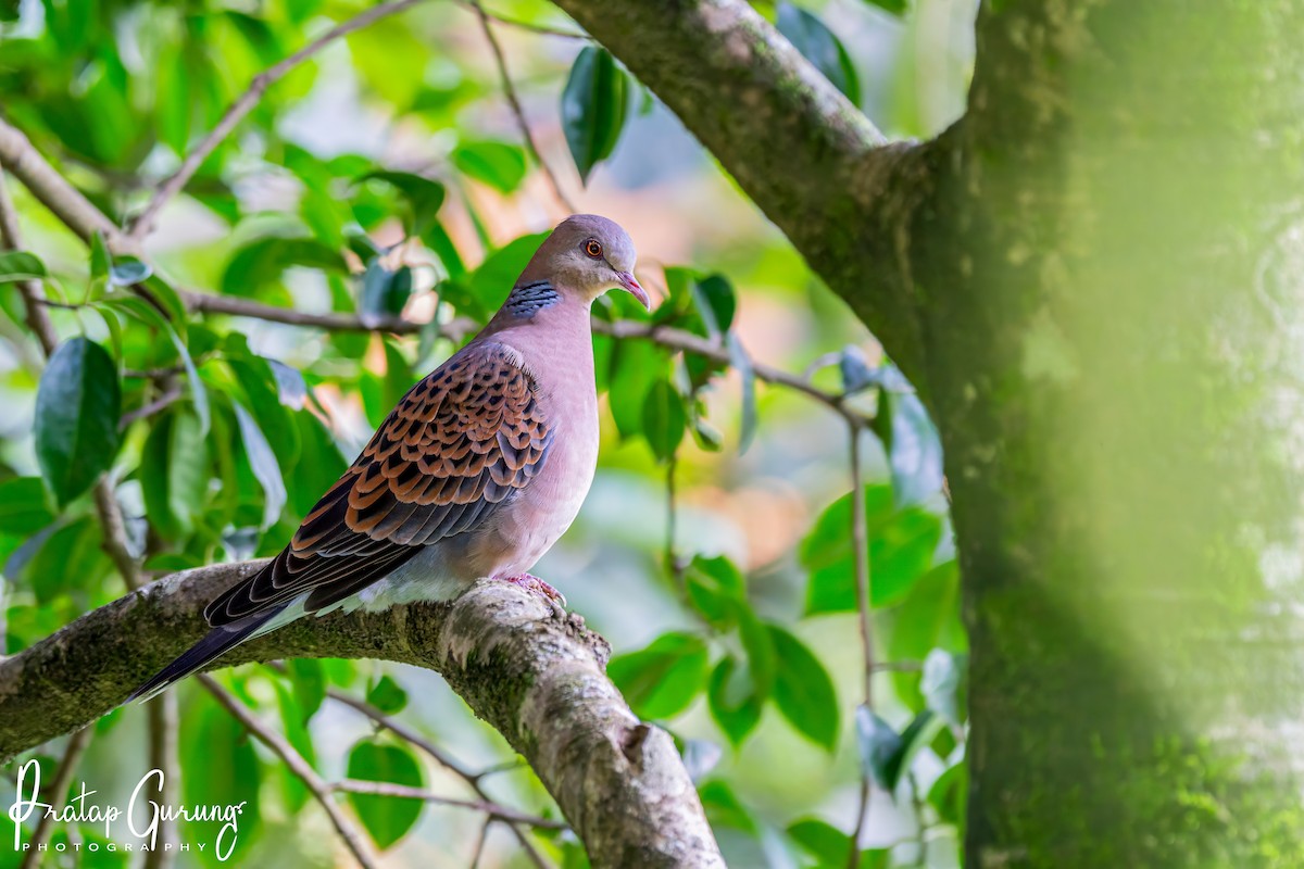 Oriental Turtle-Dove - ML622123447