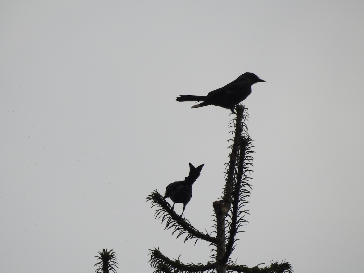 Ashy Drongo - ML622123451