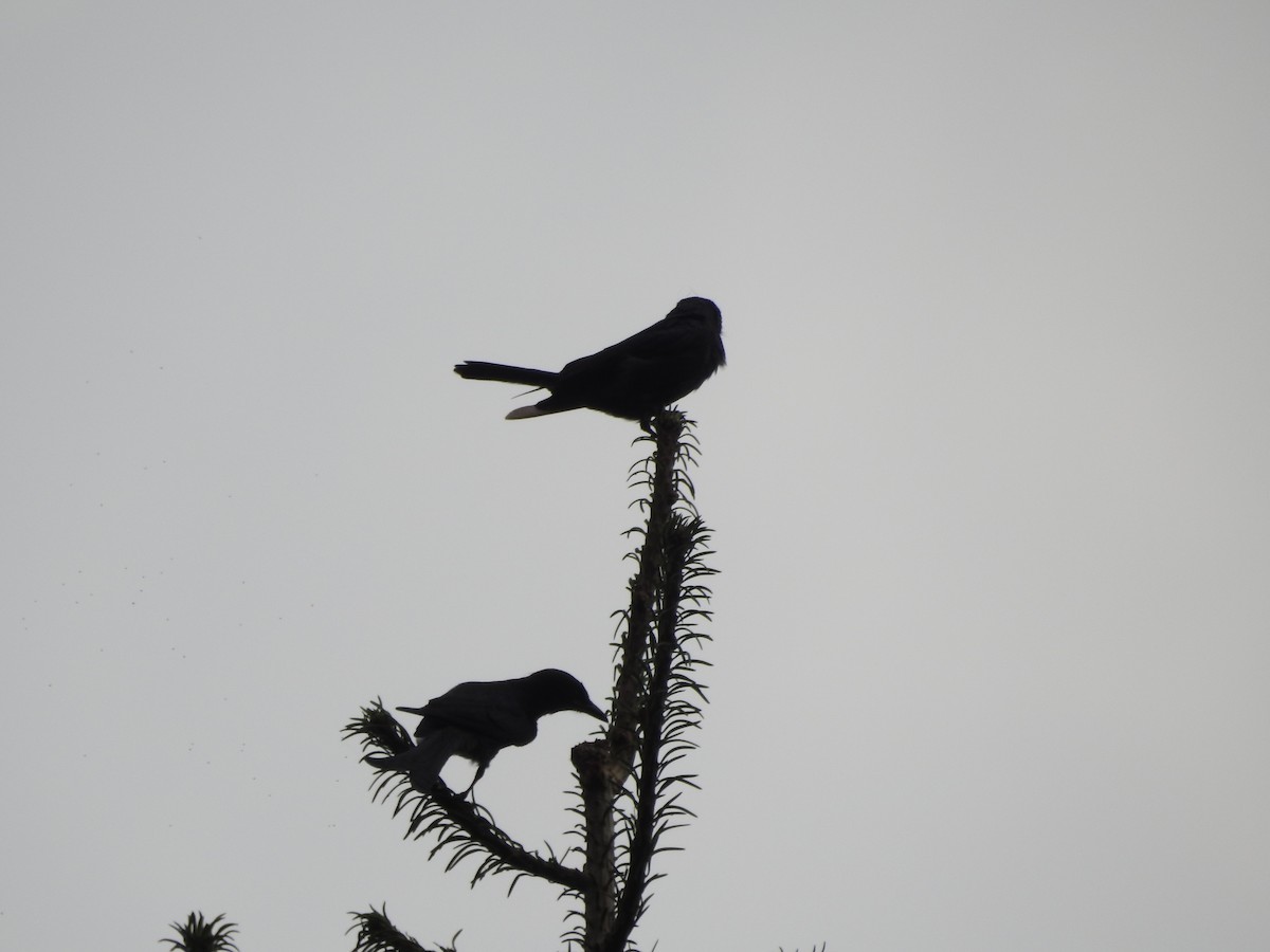 Ashy Drongo - ML622123452