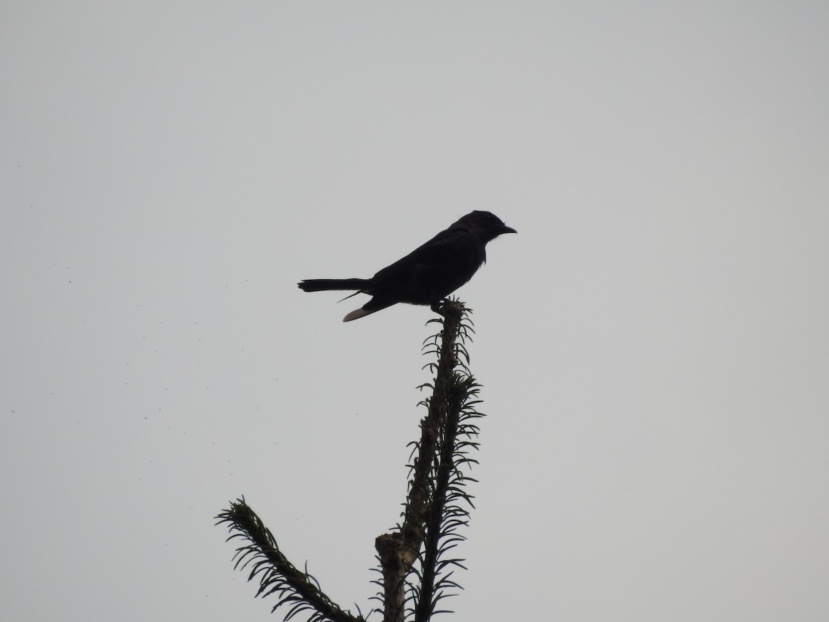 Ashy Drongo - ML622123453