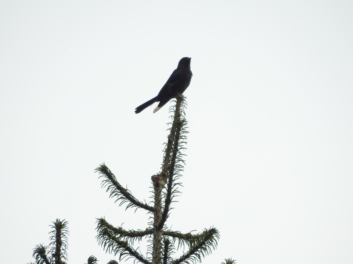 Ashy Drongo - ML622123455