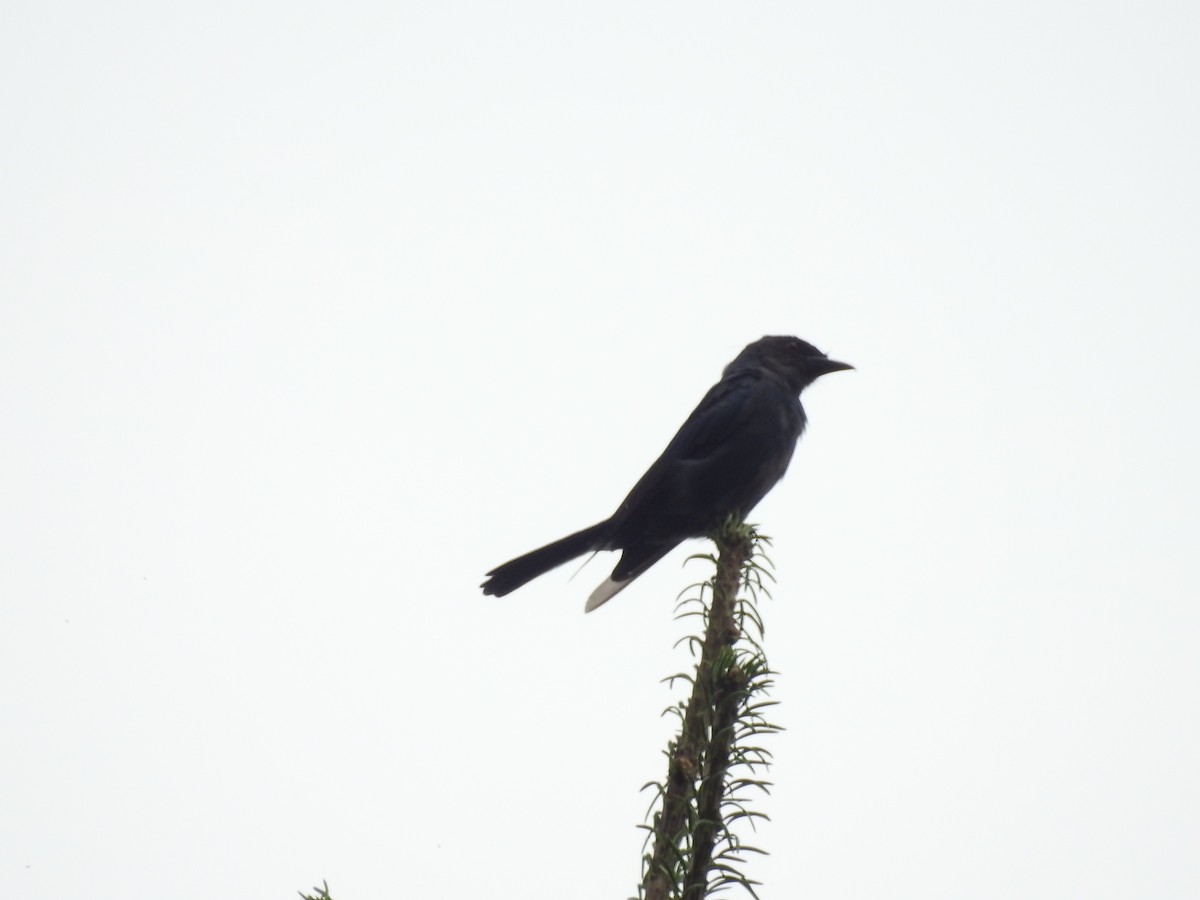 Ashy Drongo - ML622123456