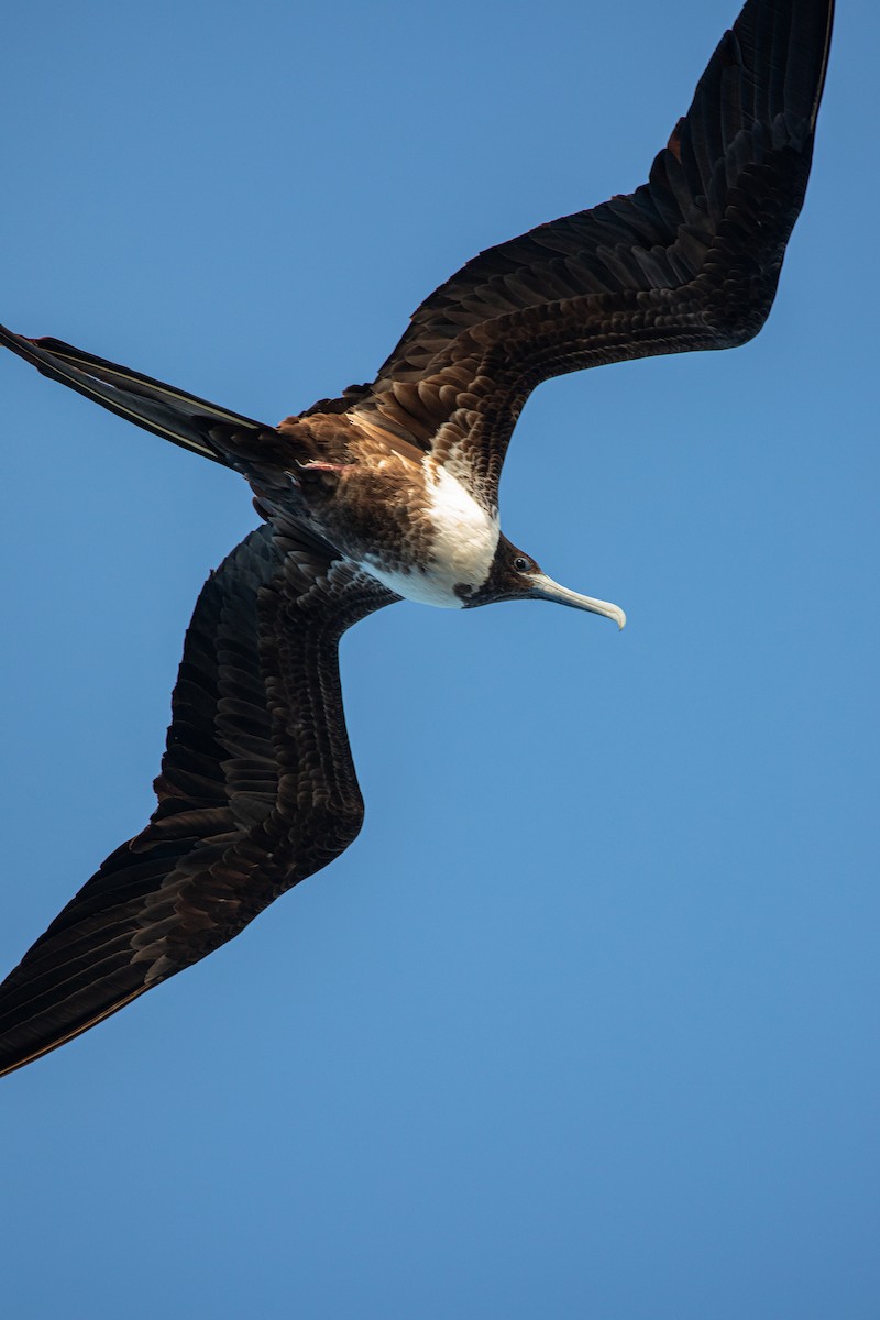 Magnificent Frigatebird - ML622123457