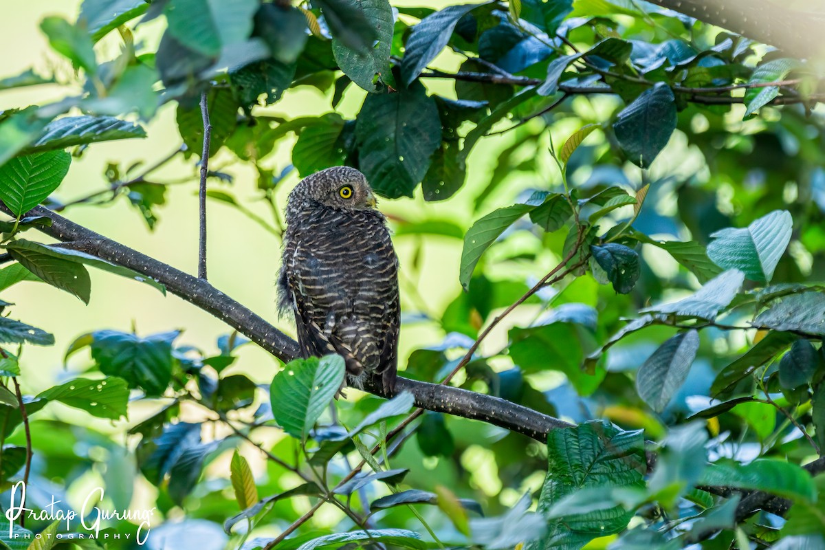 Asian Barred Owlet - ML622123469