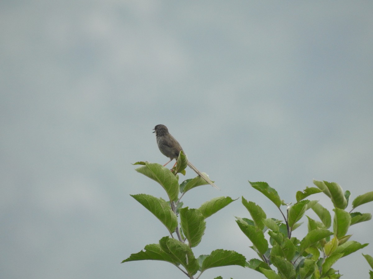 Himalayan Prinia - ML622123480