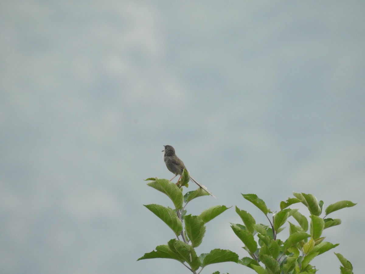 Himalayan Prinia - ML622123481