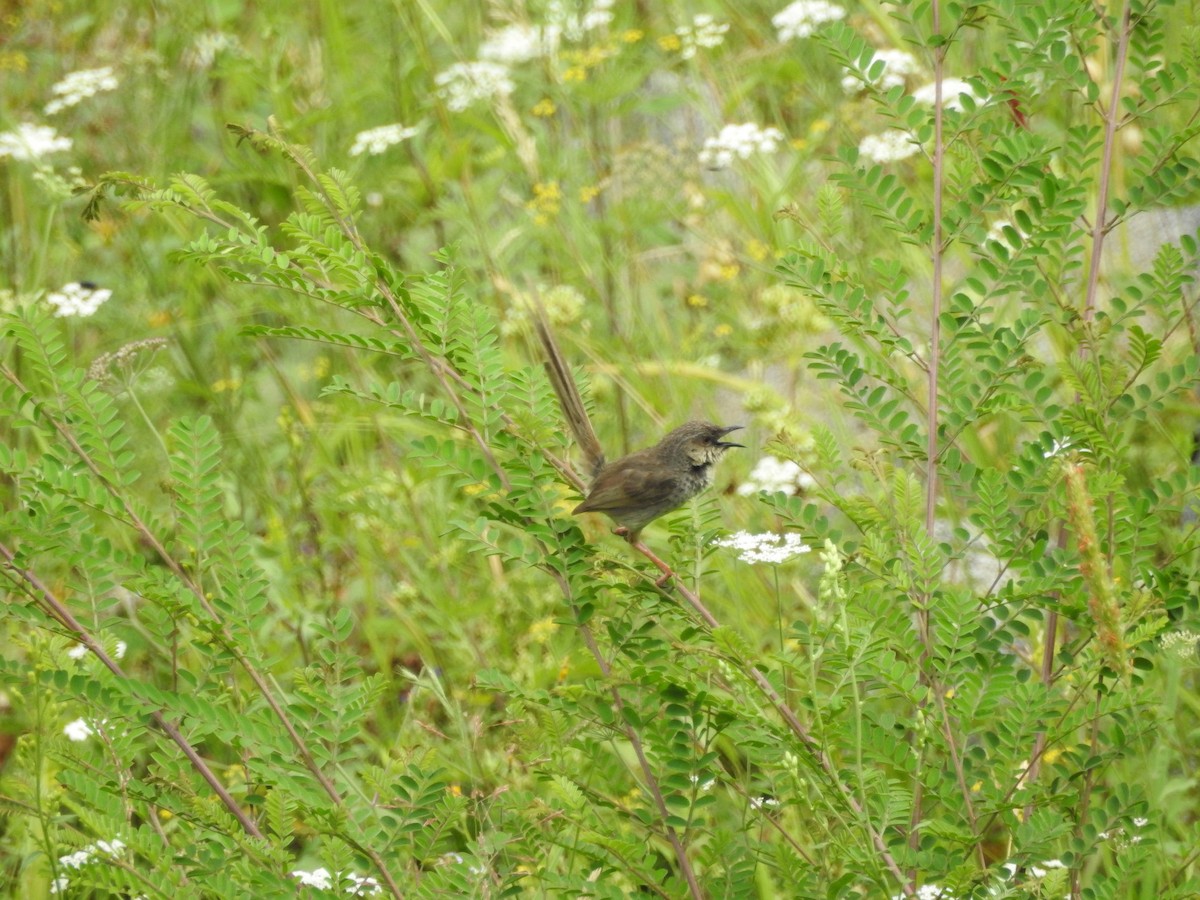 Himalayan Prinia - Azan Karam