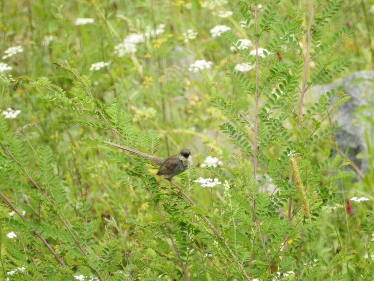 Himalayan Prinia - ML622123483