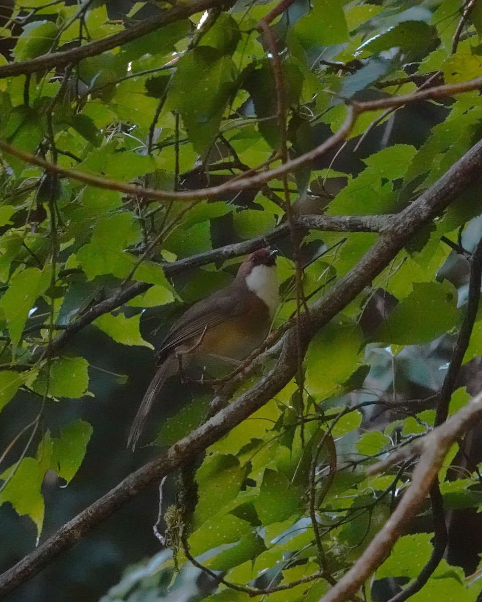 Rufous-crowned Laughingthrush - ML622123597