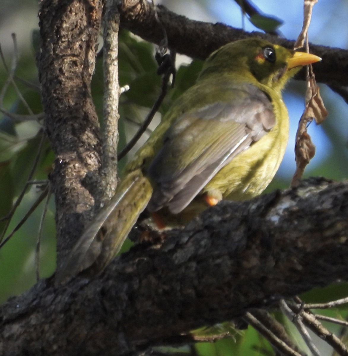 Bell Miner - Maylene McLeod