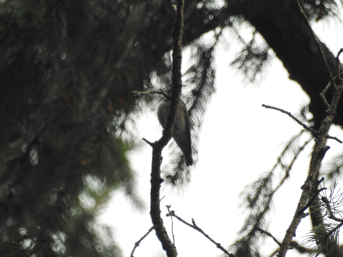 Rusty-tailed Flycatcher - ML622123610