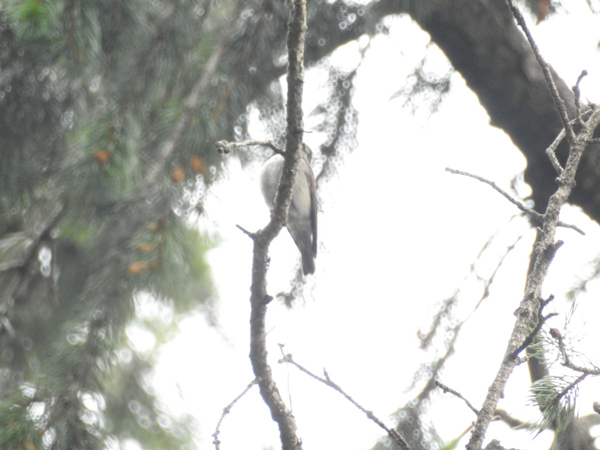 Rusty-tailed Flycatcher - ML622123611