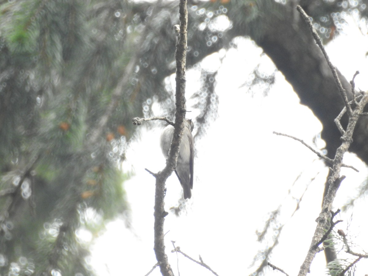 Rusty-tailed Flycatcher - ML622123612