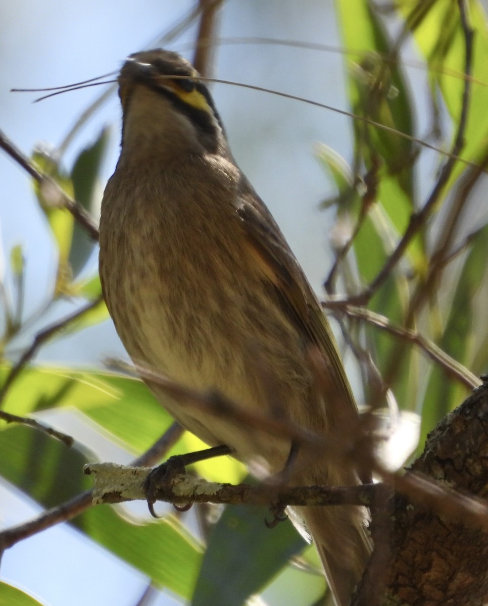 Yellow-faced Honeyeater - ML622123616