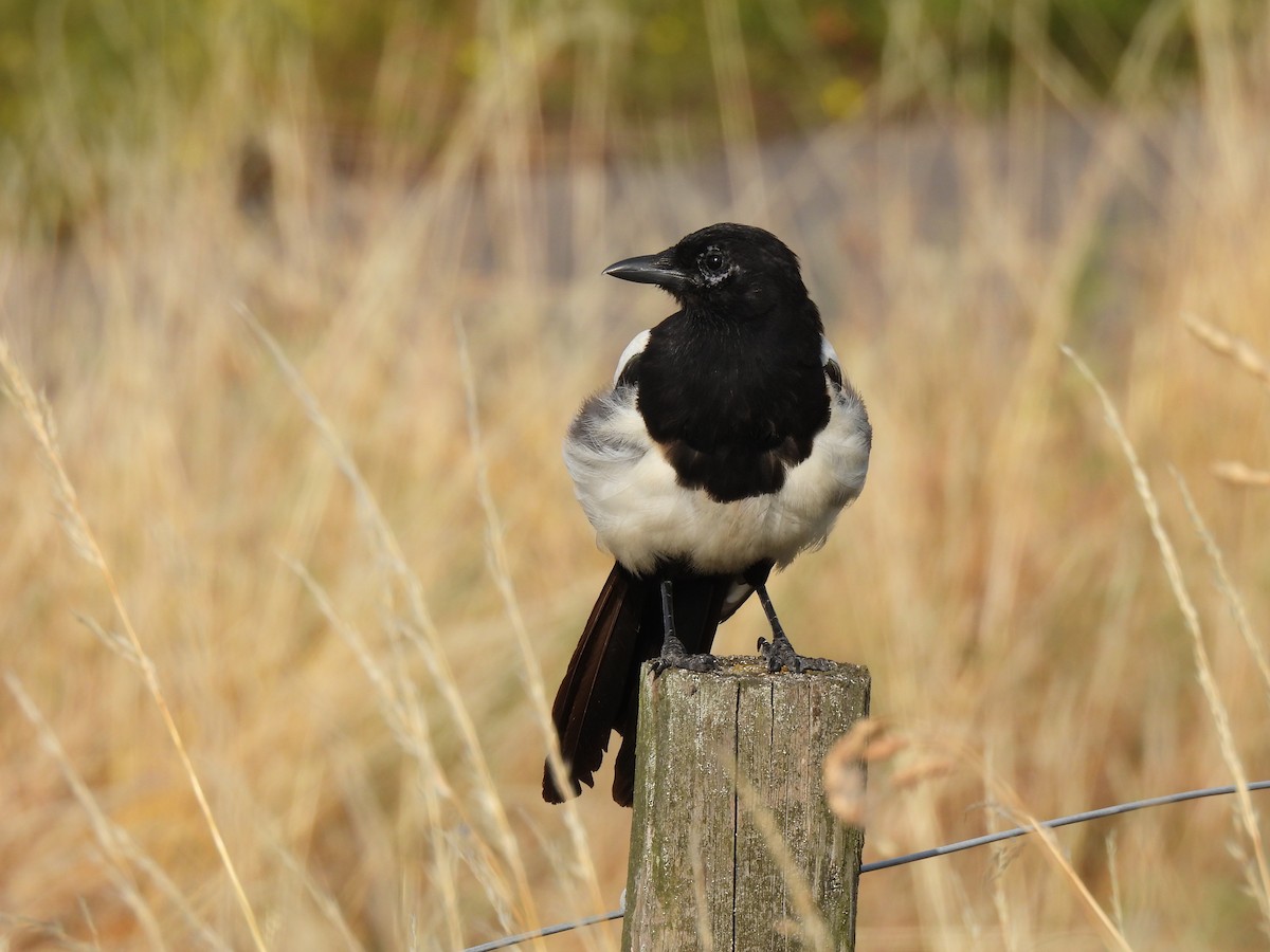 Eurasian Magpie - ML622123618