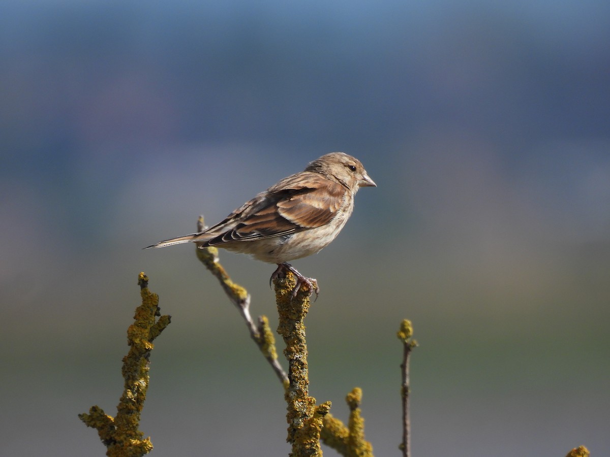 Eurasian Linnet - ML622123619