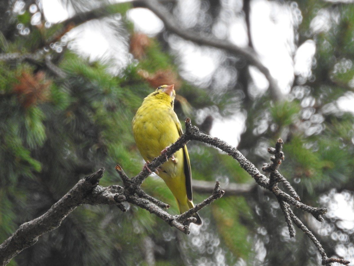 Yellow-breasted Greenfinch - ML622123621
