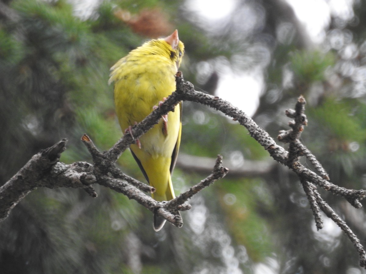 Yellow-breasted Greenfinch - ML622123622
