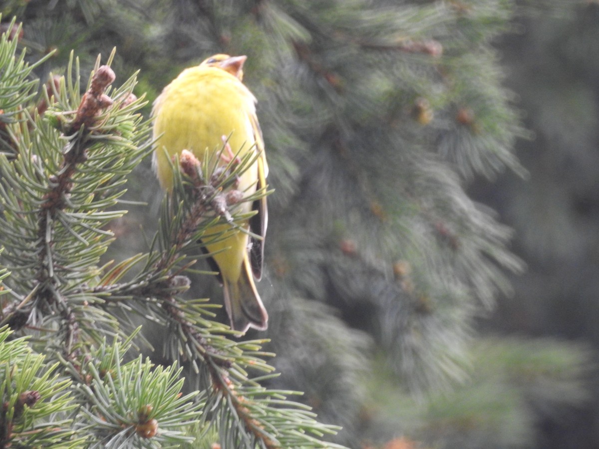 Yellow-breasted Greenfinch - ML622123623