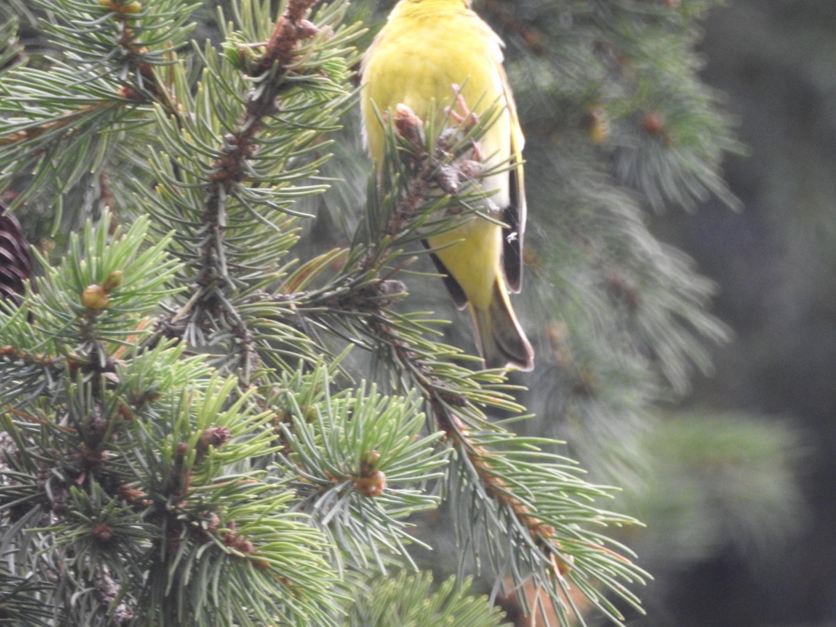 Yellow-breasted Greenfinch - Azan Karam