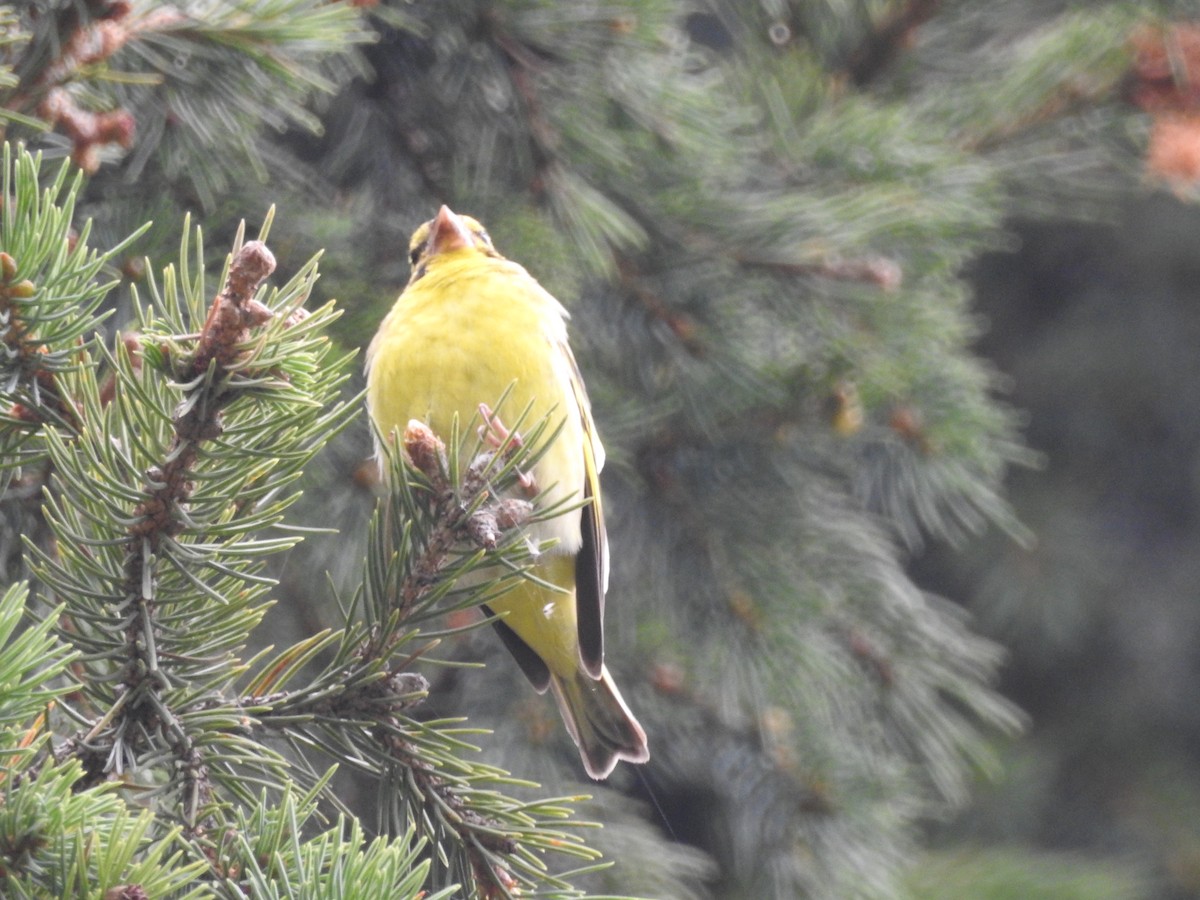 Yellow-breasted Greenfinch - ML622123625