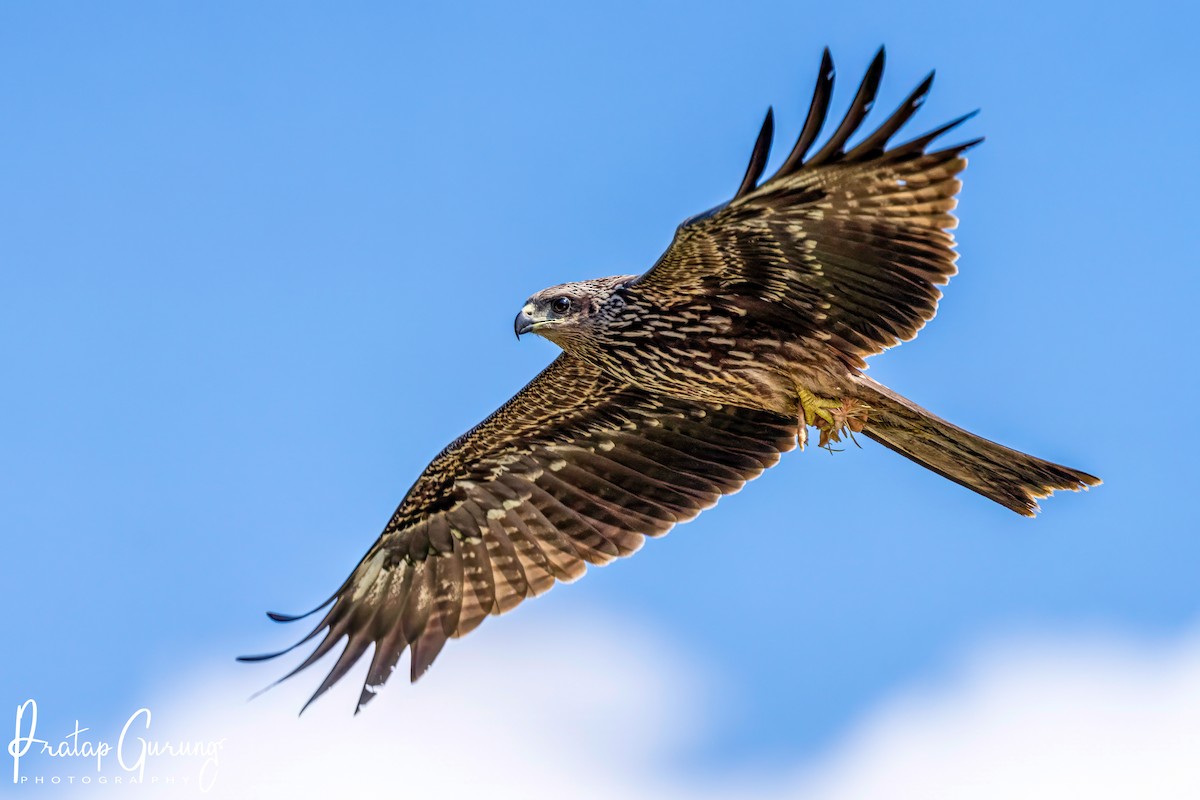 Black Kite - ML622123626