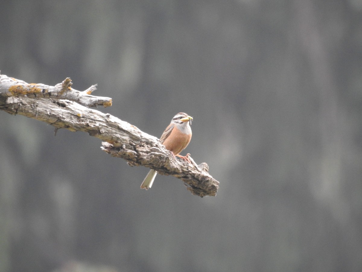 Rock Bunting - ML622123627