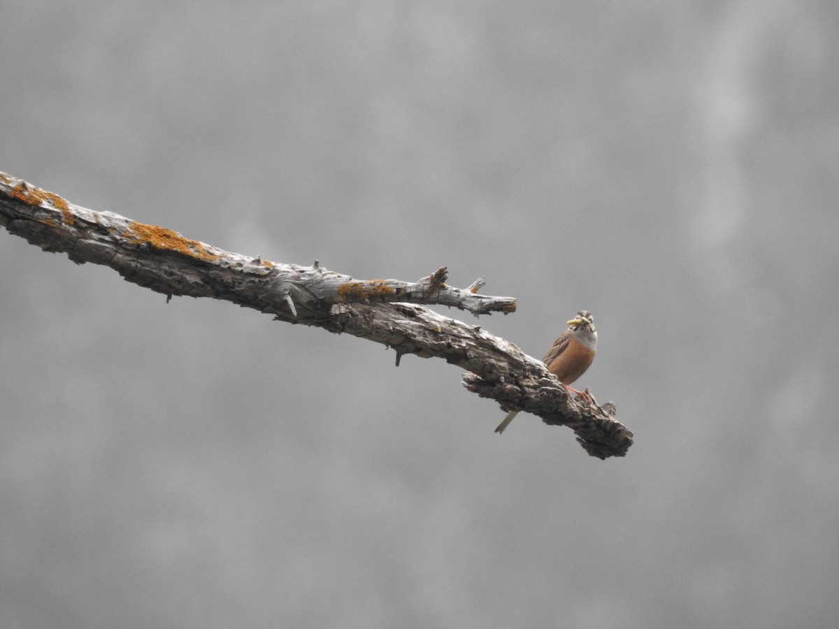 Rock Bunting - ML622123628