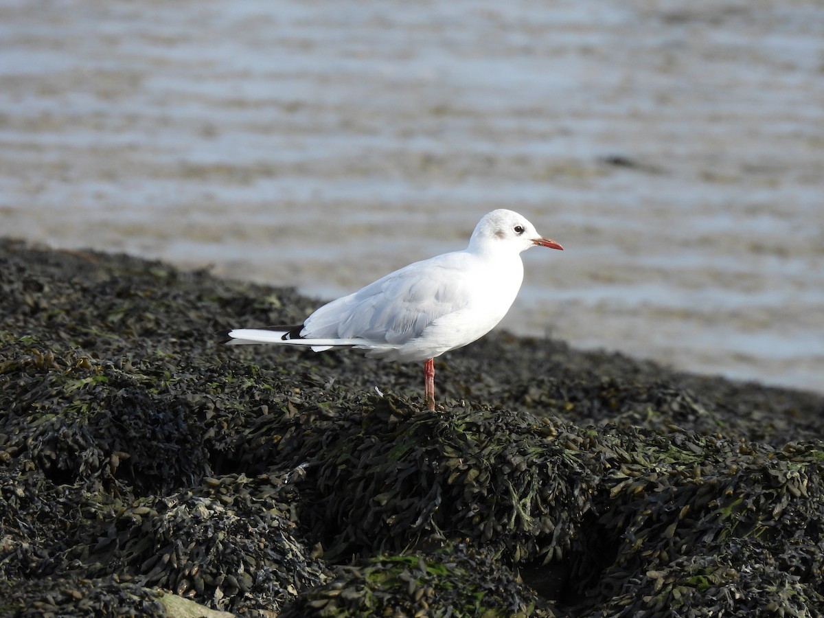 Black-headed Gull - ML622123629