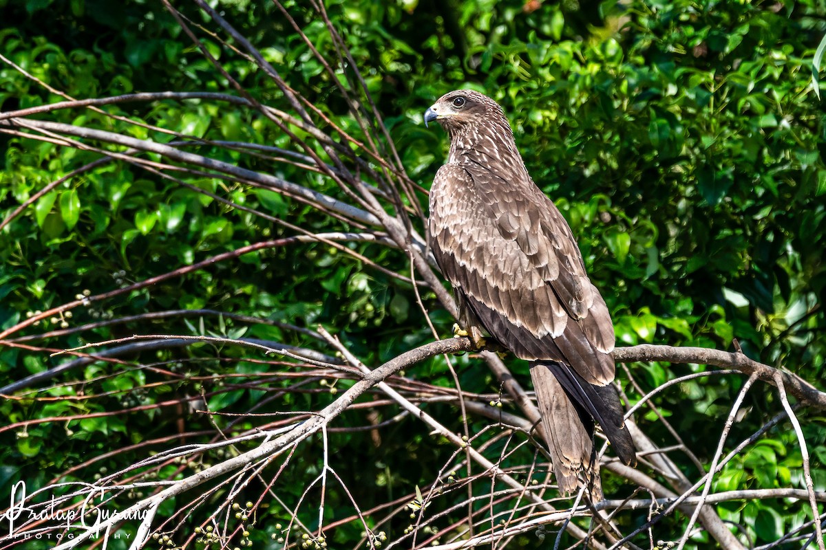 Black Kite (Black-eared) - ML622123630