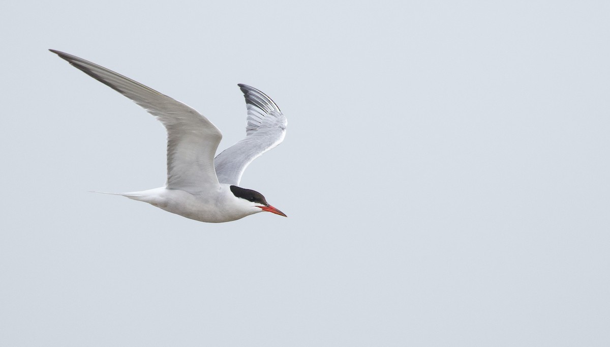 Common Tern - ML622123631