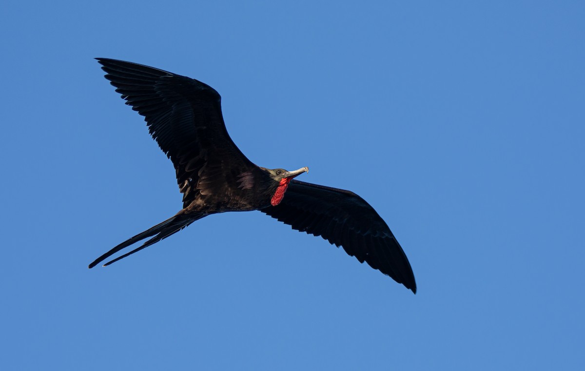 Magnificent Frigatebird - ML622123638