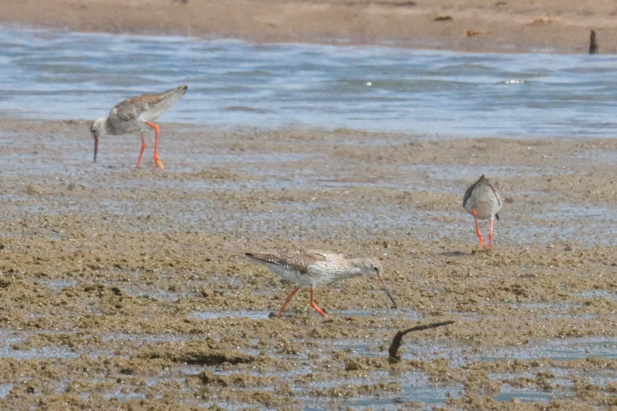 Common Redshank - ML622123659