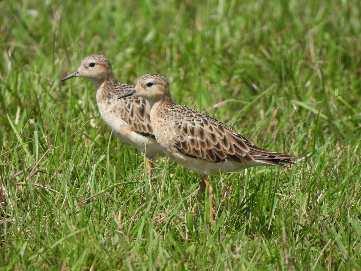 Buff-breasted Sandpiper - Agustina Medina