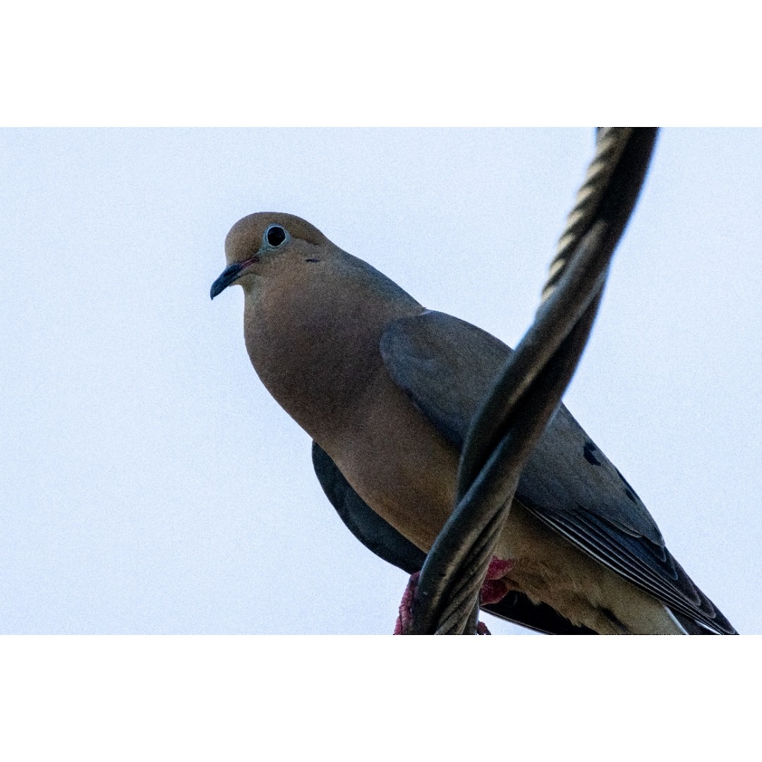 Mourning Dove - ML622123705