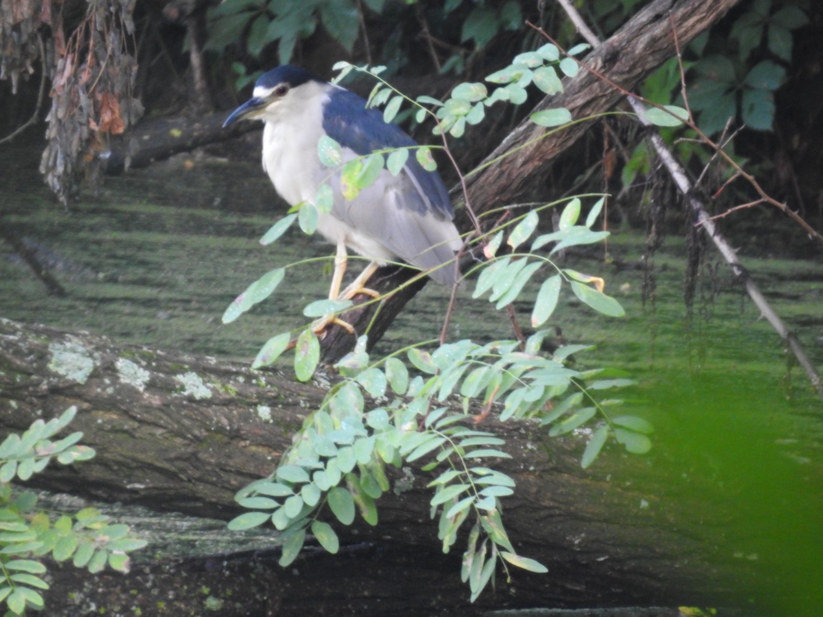 Black-crowned Night Heron - Kurt Schwarz