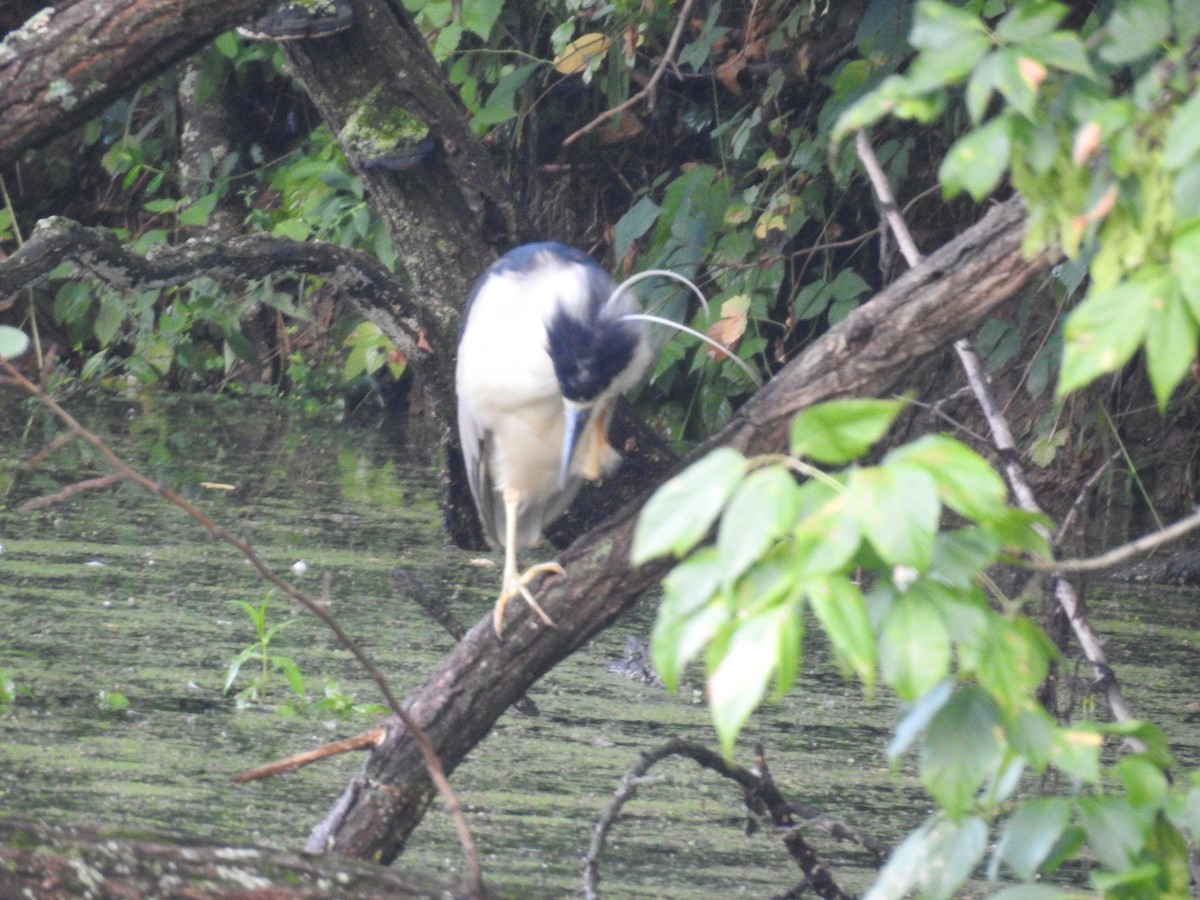 Black-crowned Night Heron - ML622123713