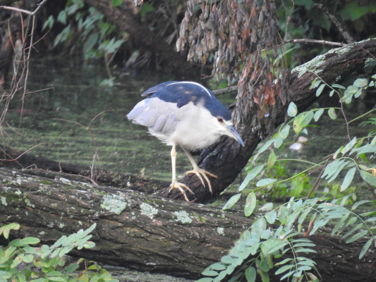 Black-crowned Night Heron - ML622123715